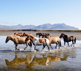 8 Day Mountain and Beach Horse Riding Holiday in Snæfellsnes, Iceland - Photo 4