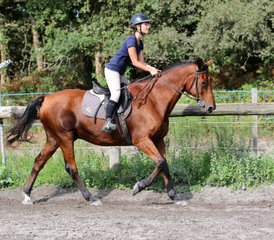 8 Day Adult Beginner Horseback Riding Course in Mimizan, Landes - Photo 2