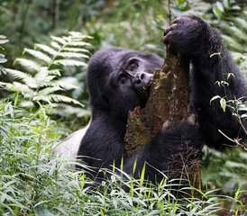 20 Tage Gorilla-Trekking und Safari-Tour in Uganda - Photo 3
