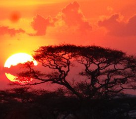 7 Tage Beste von Tansania Manyara Serengeti und Ngorongoro Mittelklasse Safari in Tansania - Photo 4