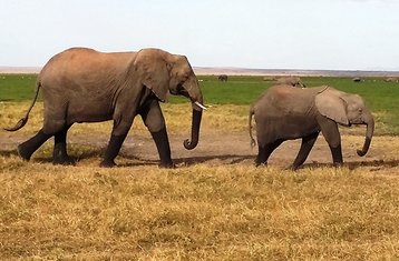6 jours en stage de safari pittoresque à Tarangire, Serengeti et Ngorongoro, Tanzanie