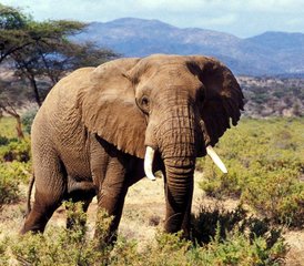 3 Day Samburu Budget Camping Safari in Kenya - Photo 3