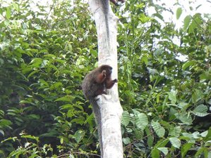 4 días de aventura de vida salvaje en la Reserva Nacional Pacaya Samiria, Loreto