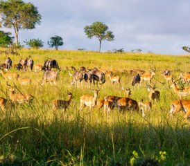 3 Tage Mikumi-Nationalpark-Safari in Tansania - Photo 2