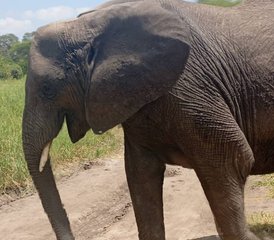 5-Daagse Zanzibar naar Serengeti Privé Safari Migratie en Ngorongoro Wonderen in Tanzania - Photo 4