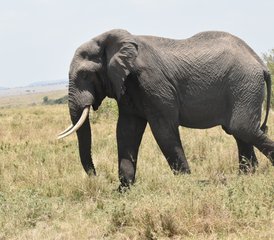 3 Day Small Group Joining Safari in Masai Mara with Land Cruiser Jeep in Kenya - Photo 4