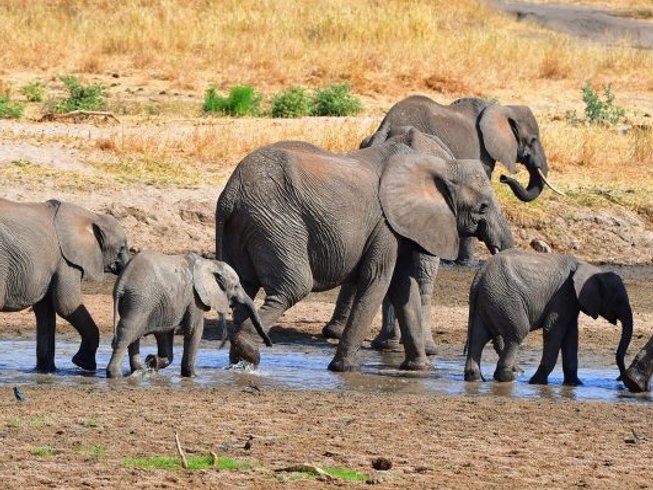 7 Day Big Five Luxury Safari in Tanzania's Lake Manyara, Serengeti, Ngorongoro, and Tarangire