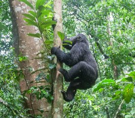 3 Day Gorilla Trekking Safari in Bwindi and Lake Bunyonyi Cruise in Uganda - Photo 5