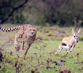 1010 Tage Kenia-Rundreise mit Straßen- und Flugsafari sowie Strandaufenthalt - Photo 1