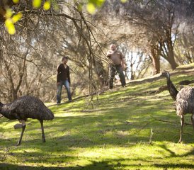 13 Tage Adelaide nach Melbourne Wildtier-Tour entlang der Great Ocean Road in Australien - Photo 1