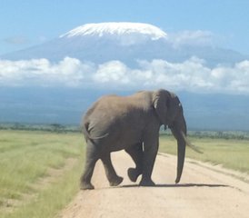 810 jours en stage de safari en famille au Kenya et en Tanzanie - Photo 1