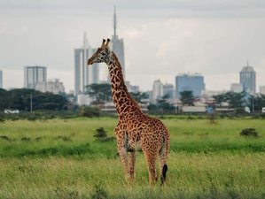 Halbtägige Nicht-Residenz-Kenia-Safari im Nairobi-Nationalpark
