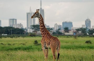Halbtägige Nicht-Residenz-Kenia-Safari im Nairobi-Nationalpark