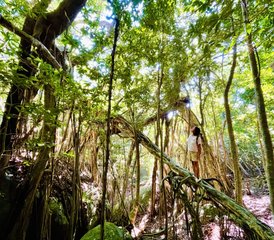 4 Day Yakushima Yoga Retreat in Japan with Nature Immersion - Photo 4