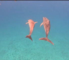 7 Day Dolphin Magic: Atlantis Codes Holiday for Women in Alice Town, Bahamas - Photo 4