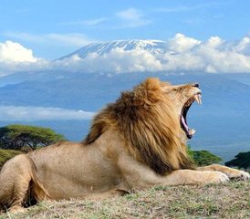5 Day Safari to Amboseli, Tsavo East, and Tsavo West National Parks in Kenya - Photo 2