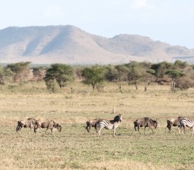 6 Day The Great Serengeti Migration Safari in Tanzania - Photo 5
