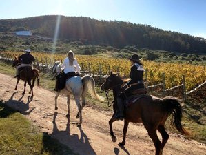 trail riding tack