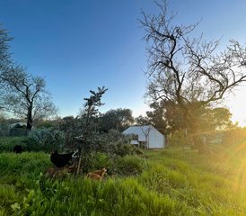 4 jours en stage privé de yoga et céramique dans une Tiny House en Algarve ensoleillée, Portugal - Photo 4