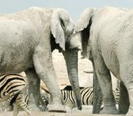 8 días de safari privado por los lugares más destacados de Namibia en Sossusvlei, Swakopmund y Etosha Sur - Photo 2