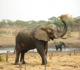 11-Daagse Hoogtepunten van Zambia Safari van Lower Zambezi naar Kafue Nationale Parken - Photo 2