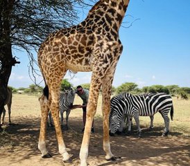 3 jours en stage de safari en Tanzanie à Tarangire, au cratère du Ngorongoro et au Serval Wildlife Experience - Photo 3