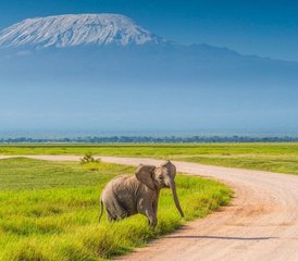 113 días de safari en el Parque Nacional de Amboseli, Kenia, con una experiencia en tren moderno - Photo 1