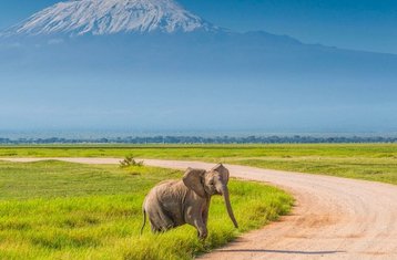 3 Tage Amboseli Nationalpark Safari, Kenia mit Modernem Zugerlebnis