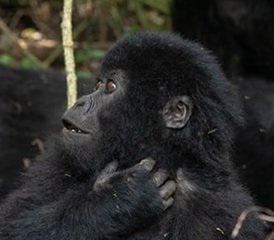3 Täge Unvergessliche Gorilla-Trekking-Safari im Bwindi Impenetrable Nationalpark, Uganda - Photo 3