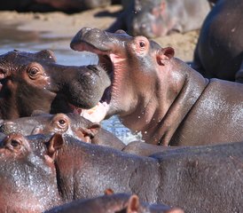 11 Tage Luxus-Lodge-Safari in Tansania - Photo 2