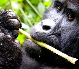6-Daagse Gorilla- en Chimpanzeetracking Safari in Oeganda - Photo 4