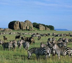 2 jours en stage de safari en camping à Tarangire et au cratère du Ngorongoro, Tanzanie - Photo 3
