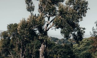 Kirstenbosch National Botanical Garden Retreats & Trips