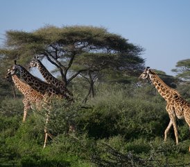 4-Tage-Safari in Nord-Tansania: Erkunden Sie den Lake-Manyara-Nationalpark, den Tarangire-Nationalpark und den Ngor - Photo 2