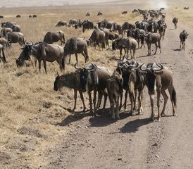 7 Day Big Five Budget Camping Safari in Tanzania's Serengeti, Ngorongoro Crater, and Lake Manyara - Photo 3