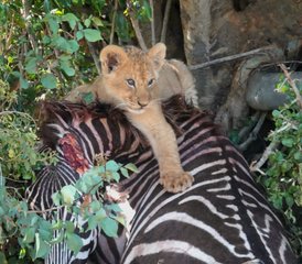 3 Day Budget Great Migration Safari Holiday in Maasai Mara National Reserve, Kenya - Photo 4