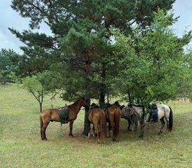 4 Dag Luxe Nomadische Paardrijtocht in Mongolië met Privékamp en Culturele Ervaring - Photo 4