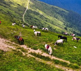 4-daagse point-to-point paardrijtocht door de wildernis van de Karpaten, Roemenië - Photo 5