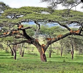 7-Daagse Budget Kampeersafari in Tanzania: Tarangire, Manyara, Serengeti en Ngorongoro - Photo 2