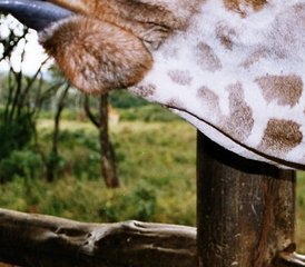 4 Tage Kenia Safari im Maasai Mara Game Reserve und im Lake Nakuru National Park - Photo 4