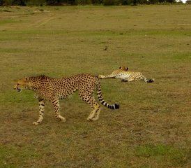 3-Daagse Maasai Mara Kampeersafari in Kenia - Photo 2