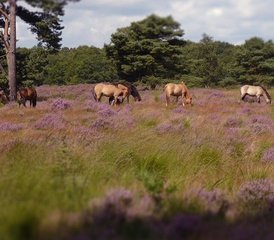 3-Daagse Yoga & Wellness Weekend in Nationaal park de Meinweg in Nederland - Photo 5