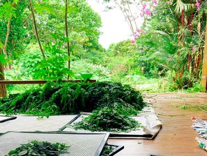 6 Day Private and Personalized Relax Therapeutic Retreat in Volio, Limon, Costa Rica