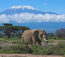3 jours safari observation des grands éléphants à Amboseli, Kenya - Photo 2