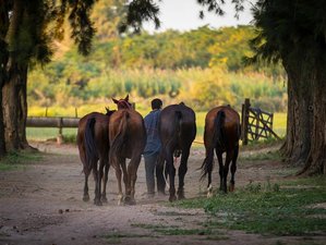 5 Days of Top Polo Training and Horse Back Riding in Pilar, Buenos Aires