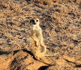 5 jours safari en autotour 4x4 au parc transfrontalier de Kgalagadi, Afrique du Sud - Photo 2