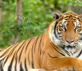 14-Daagse Wildlife Tour in Chitwan National Park, Nepal - Photo 1