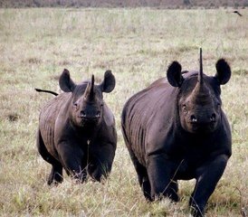 64 Tage Ngorongoro-Krater, Lake Manyara und Tarangire-Nationalpark Safari in Tansania - Photo 1
