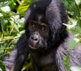 10-Daagse Gorilla- en Chimpansee Safari Trekking Tour met Bootcruises in Oeganda - Photo 4