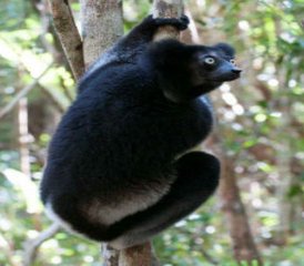 15 días de safari clásico de fauna salvaje en Madagascar - Photo 2